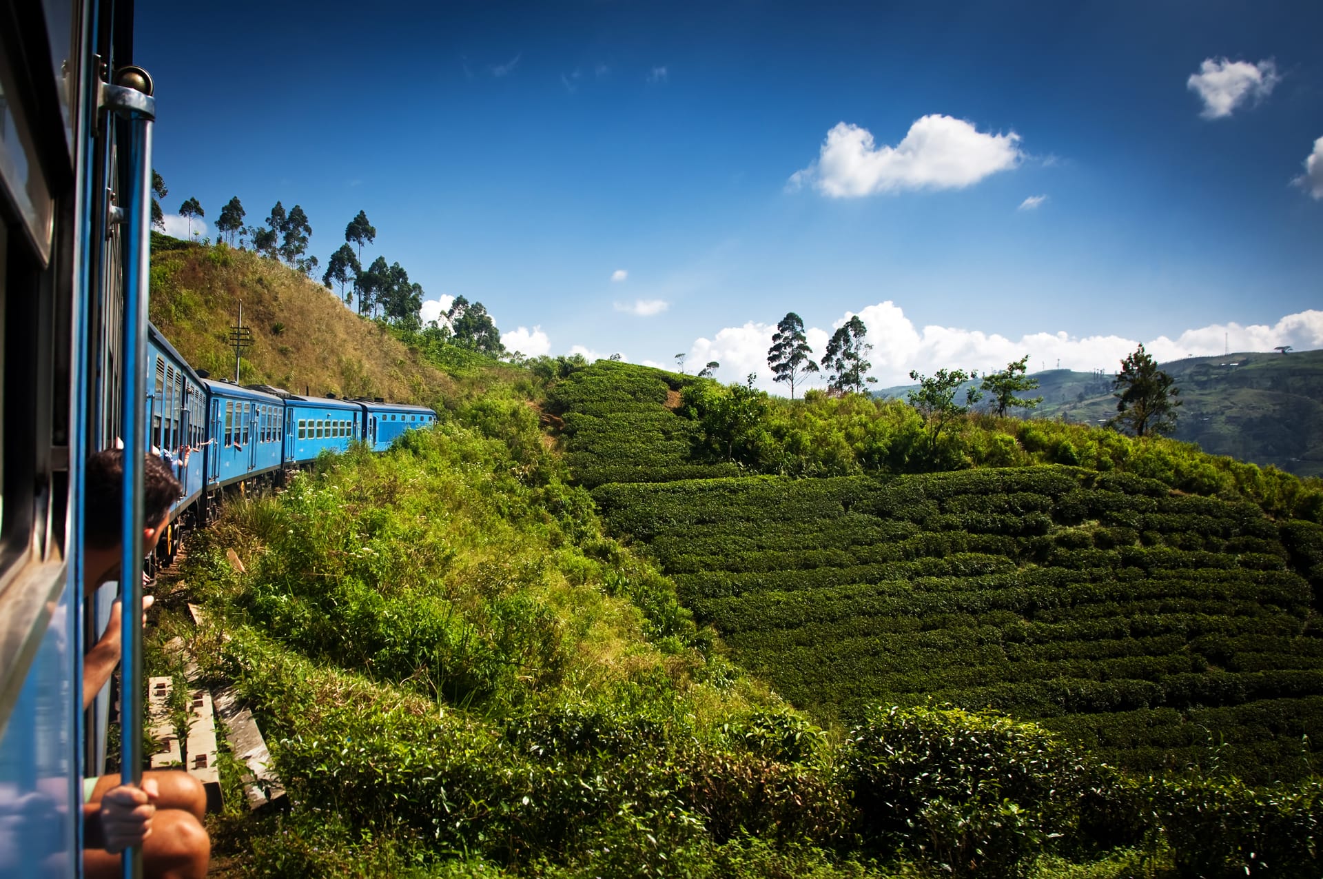 Tea Plantations